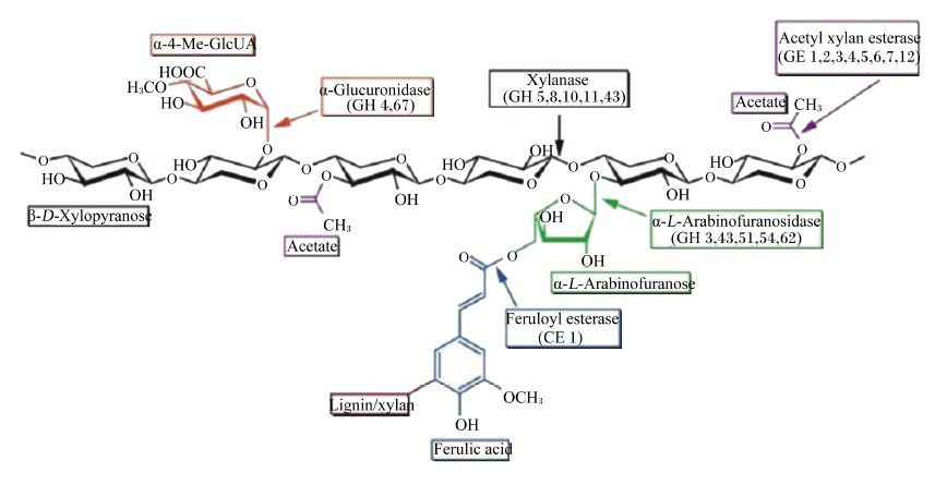 作用才能完成[31],主要包括内切型木聚糖酶(endo-1,4-β-d-xylanase
